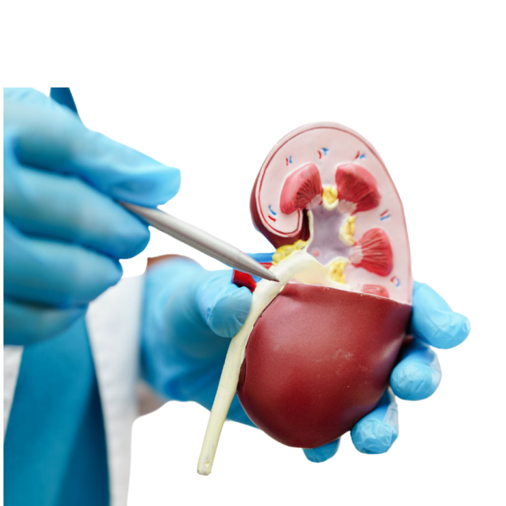 Urological