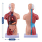 Anatomical Model