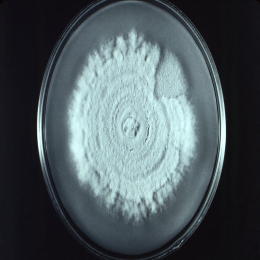 Petri Dishes