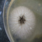 Petri Dishes