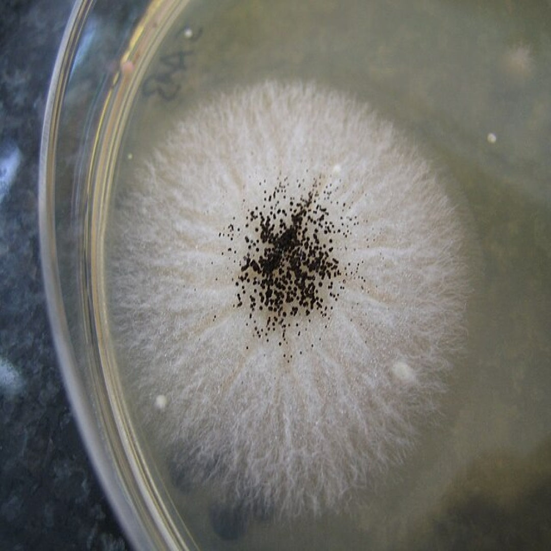 Petri Dishes