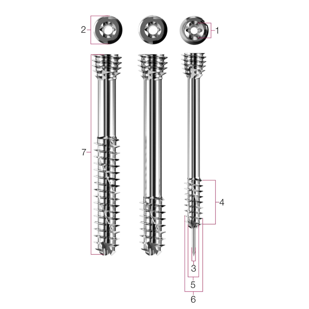 Bone Screw