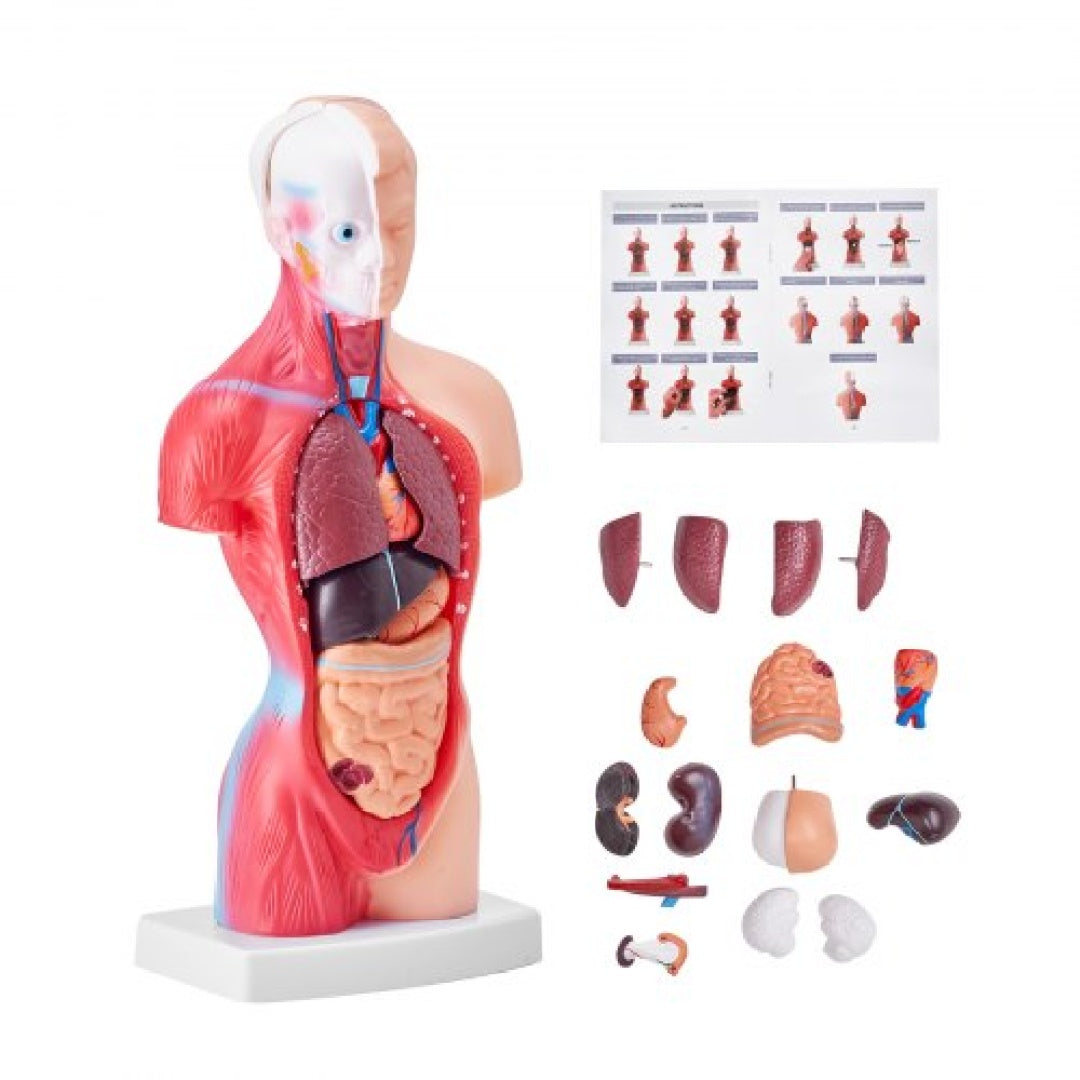Anatomical Model